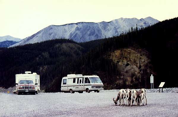 13.Muncho Lake - Coal River: "Karibou-Demo am Muncho Lake"