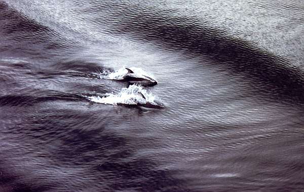 Inside Passage nach Bellingham: "Nette Begleitung"