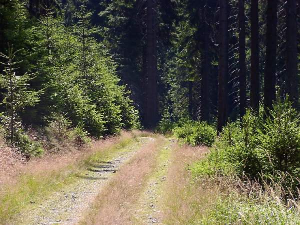 8. Georgenthal - Gross-Breitenbach: "Einsamer Aufstieg"