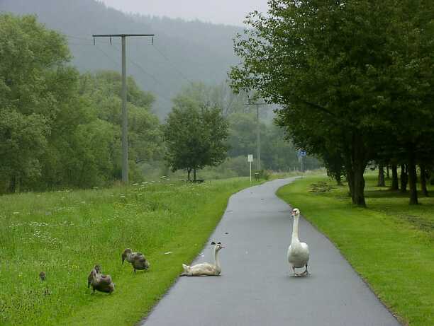 4. + 5. Gedern - Bad Mergentheim: "Verrgerte Schwne"