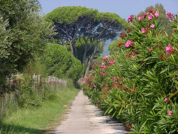 27. + 28. Bolzena - Cecina: "Buntes am Meer"