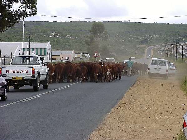 4. Hermanus - Die Dam Resort: "Kuhherde"