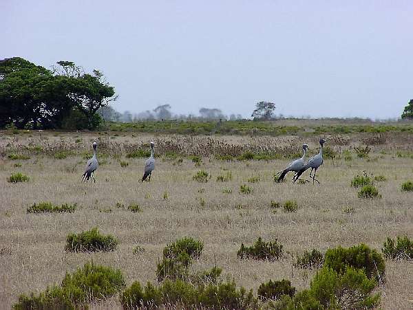 5. Die Dam Resort - Bredasdorp: "Wer kennt diese Vgel?"