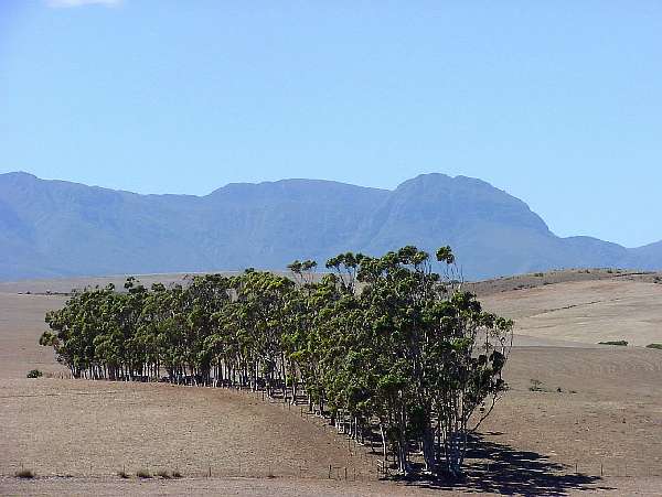 8. Swellendam - Heidelberg: "Bume afrikanisch"