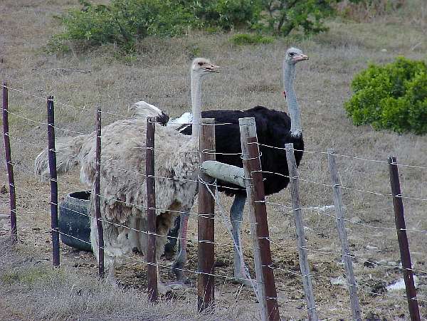 11. Mossel Bay - Outshoorn: "Strauenpaar"