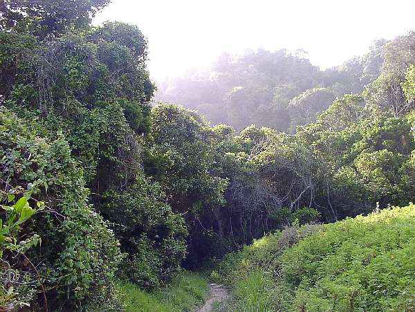 15. Natures Valley - Storm River Mouth: "Ab in die Bsche"